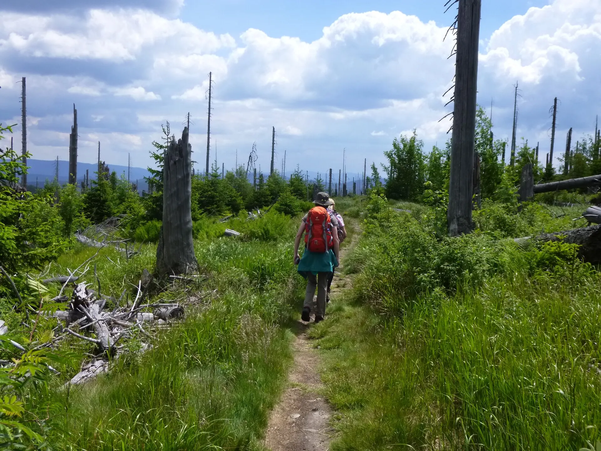Wanderweg im Nationalpark Bayerischer Wald