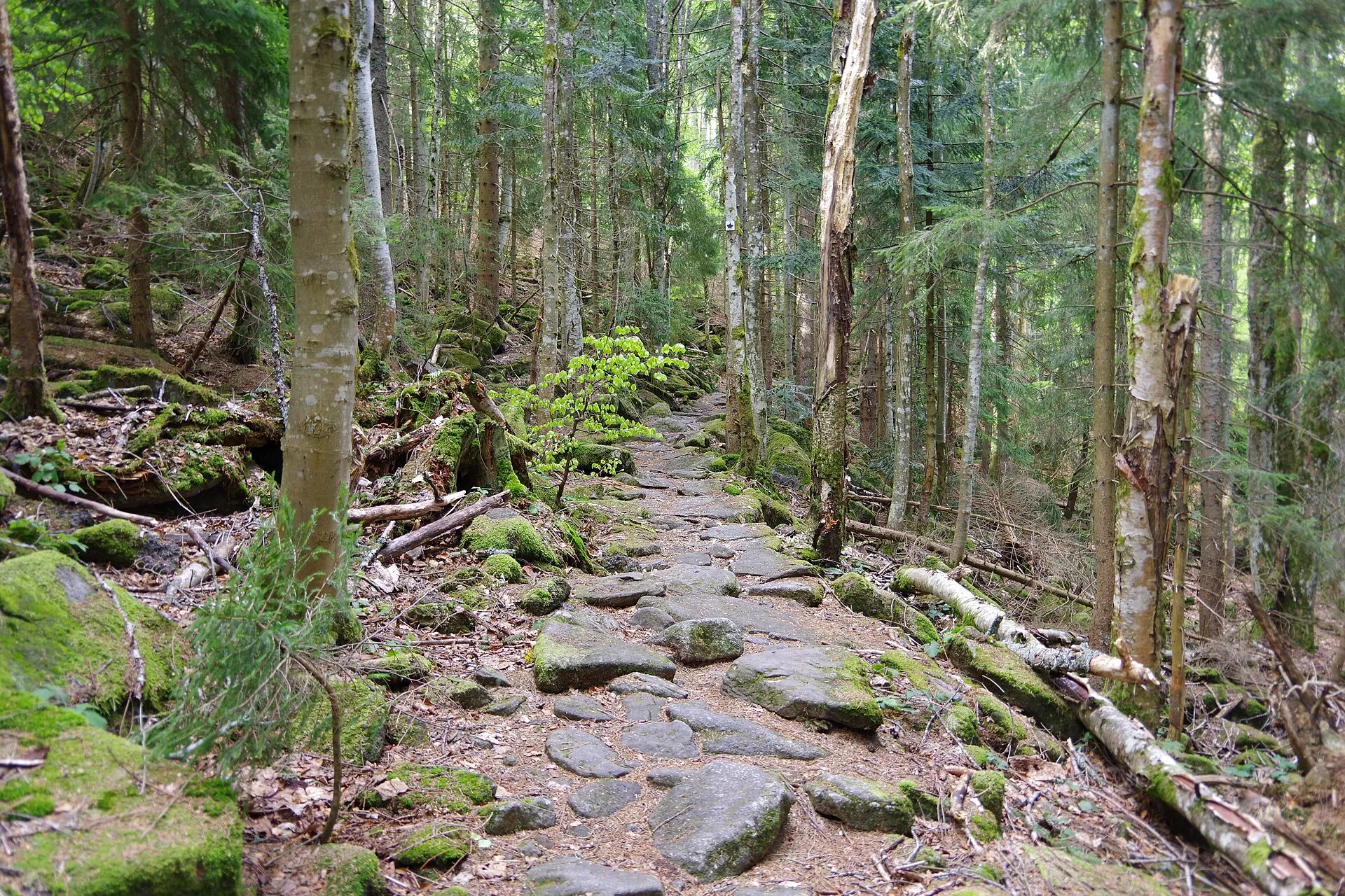 Bavarian Forest