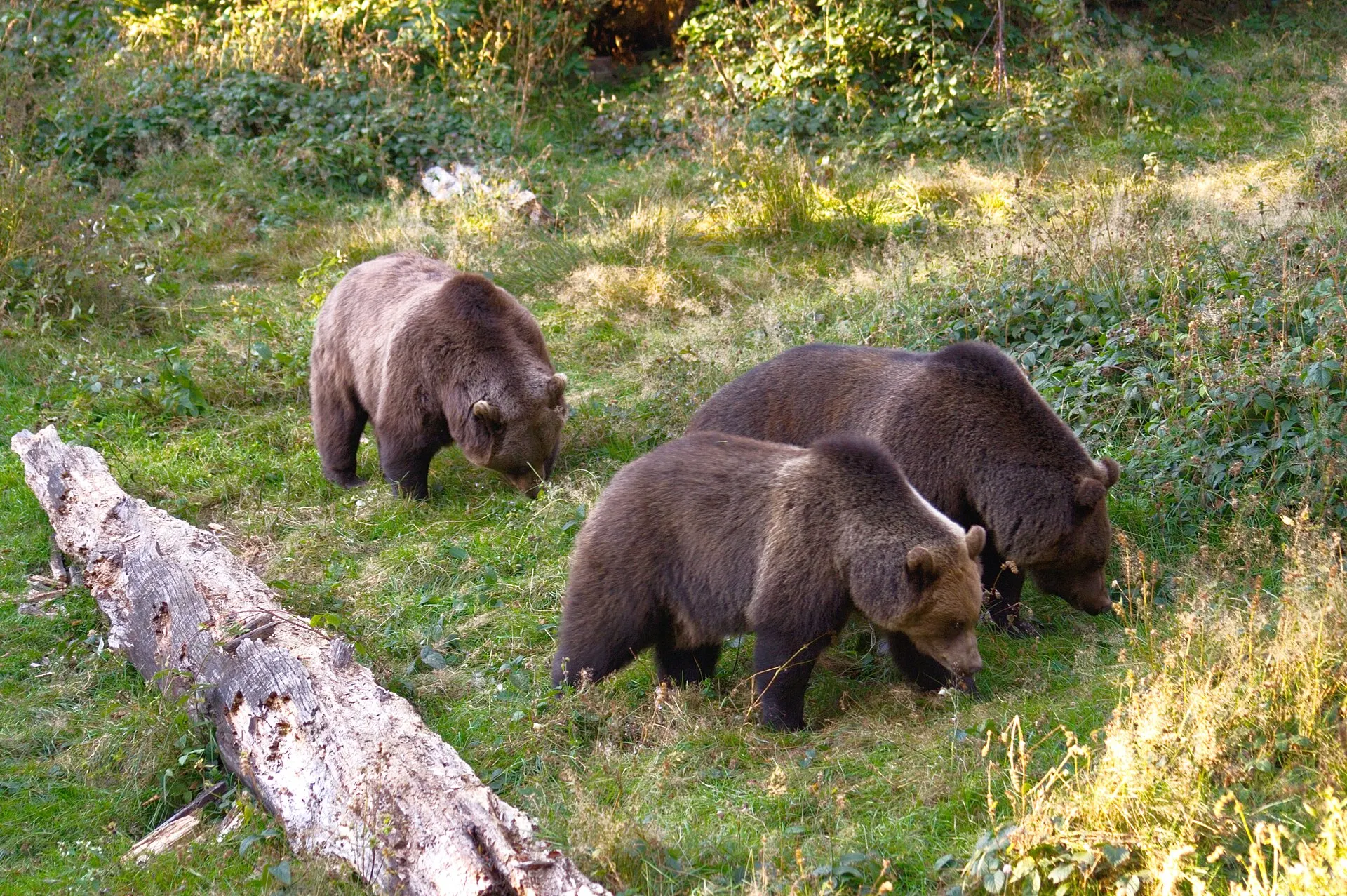 Wildtiere im Tierfreigelände des Nationalparks Bayerischer Wald